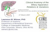 Clinical Anatomy of the Biliary Apparatus: Relations ... Anatomy of the Biliary Apparatus: Relations Variations Lawrence M. Witmer, PhD Professor of Anatomy ... chronic calculus cholecystitis