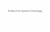 Endocrine System Histology - Glendale Community Collegeweb.gccaz.edu/~phipd16661/202_Prac_1_Histo.pdf ·  · 2013-01-12Endocrine System Histology . Pineal Gland . Pineal Gland .