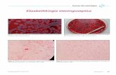Elizabethkingia meningoseptica€¦ ·  · 2017-11-17 485 Retrato ... Se encuentra ampliamente distribuido en la ... infección de tejidos blandos y fascitis necrosante adquirida