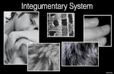 Integumentary System - SquarespaceSystem.pdf · Integumentary System Functions Protection Sensation Thermoregulation Vitamin D Synthesis bozemanscience.com