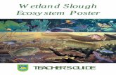 Wetland Slough Ecosystem Poster - Kentucky … Slough Ecosystem Poster TEACHER’S GUIDE Introduction Since 1995, we have been inviting teachers to investigate our ﬂ owing river