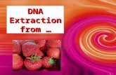 [PPT]DNA Extraction - Home - Biology Junction DNA Extraction.ppt · Web viewDNA Extraction from … * * * Is DNA in My Food??? DNA is present in the cells of all living organisms.