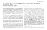 Characterization of Ameboid Microglia Isolated from ... Journal of Neuroscience August 1986, 6(E): 2163-2178 Characterization of Ameboid Microglia Isolated from Developing Mammalian