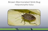 Brown Marmorated Stink Bug - University of Floridaentnemdept.ifas.ufl.edu/hodges/Collaborative/Documents/BMSB.pdf · –Methyl (2E, 4E, 6Z)-decatrienoate lure ... Brown stink bug