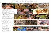 Northern red-legged frog (Rana aurora - WordPress.com ·  · 2015-02-05(Photos © Stephen Nyman) Northern red-legged frog (Rana aurora) • Common species ... (Photos © Stephen