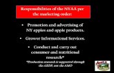 Responsibilities of the NYAA per the marketing order: … ·  · 2016-02-09Responsibilities of the NYAA per the marketing order: ... PowerPoint Presentation Author: Molly Zingler