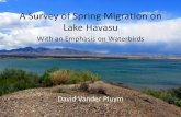 A Survey of Spring Migration on Lake Havasu - LCR … Survey of Spring Migration on Lake Havasu With an Emphasis on Waterbirds David Vander Pluym. ... –Placed in tupper ware •This