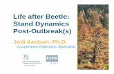 Life after Beetle: Stand Dynamics Post-Outbreak(s) after Beetle: Stand Dynamics Post-Outbreak(s) ... pine forest Understory ... Bark beetles and wildfires: How does forest recovery