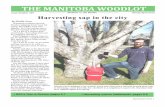 Wisdom in the Woods Harvesting sap in the citywoodlotmanitoba.com/wp-content/uploads/2015/05/WAM-Newsletter-1… · March/April 2015 1 Wisdom in the Woods ... tappers, he’s harvesting