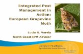 Integrated Pest Management in Action: European Grapevine Lucia... · PDF fileIntegrated Pest Management in Action: European Grapevine ... Integrated Pest Management ... • Bruno
