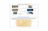 Temperature regulation - Cal Polybio/EPL/pdfs/SampleLectureBIO162.pdf · Temperature regulation Squirrel ... Principles of homeostasis ... Microsoft PowerPoint - Temperature regulation.ppt