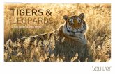 Tigers and leopards (Pages 9) - squiver.com€¦ · tigers and leopards, ... make one wonder how many tigers are actually still left in ... highly controversial plan to do something