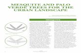 MESQUITE AND PALO VERDE TREES FOR THE URBAN … · “backbone” plants of many xeriscape plantings. ... Oklahoma, Kansas and into northern Mexico. Due to its ornamental popularity,