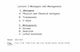 Lecture 3 Mutagens and Mutagenesis 1. Mutagens A. … · 2 Mutagen treatment greatly increases the mutation rate Exposure to X-ray, UV light Chemical treatment: base analogs 5’-bromouracil