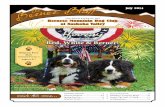 Bernese Mountain Dog Club of Nashoba Valley Hooray Mountain Dog Club of Nashoba Valley the club for new england berners & their familiesHooray for the Red, White & Berner! thethe BMDCNV