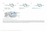 Nature Structural & Molecular Biology: doi:10.1038/nsmb Figure 3 Sequence alignment of the conserved segment of HsHSF1, CtHSF1 and CtSkn7. Secondary structure elements are …