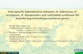 Interspecific hybridization between H. tuberosus, H ... Interspecific hybridization between H. tuberosus,