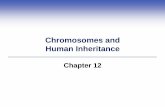 Chromosomes and Human Inheritance - Del Mar …dmc122011.delmar.edu/.../powerLectures/ch12/chapter12.pdfSex-Linked Inheritance Some traits are affected by genes on the X chromosome