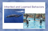 Inherited and Learned Behaviors - CPALMS.org and... · Inherited and Learned Behaviors. ... enjoy, an animal may repeat it! If they encounter something they don't like, they could