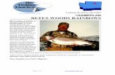 403 rufus woods rainbows - Fishing Coachesfishingcoaches.org/403_rufus_woods_rainbows.pdf · Page 1 of 12 Fishing Scenario ID #403 ©GAMEPLAN RUFUS WOODS RAINBOWS Many anglers would