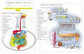 Digestive System Tour Lab - astephensscience Salivary glands. D Stomach. G Gallbladder. ... Digestive System Tour Lab Page 7 ... (use the cartoon picture of digestion from page 1)