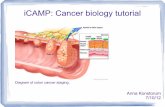 iCAMP: Cancer biology tutorial - Cancer biology tutorial Anna Konstorum 7/10/12 Diagram of colon cancer staging. ... cell proliferation; activated by growth factors, but can mutate