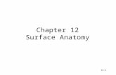 [PPT]Chapter 11 Surface Anatomy - Gavilan College -> …hhh.gavilan.edu/rmorales/documents/ch12lect_000.ppt · Web viewChapter 12 Surface Anatomy Surface Anatomy of Head Surface Anatomy