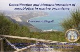 Detoxification and biotransformation of xenobiotics in ...toxilatin.com/site/wp-content/uploads/2014/07/Detoxification-and... · Detoxification and biotransformation of xenobiotics