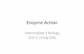 Enzyme Action - Miss Hanson's Biology Resourceshansonbiology.weebly.com/.../1/7/7/8/17781999/int_2_bio_enzymes.pdf · of a chemical reaction. ... –Any difference found must be due