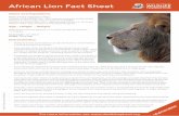African Lion Fact Sheet and Populations There are two subspecies of lion: Panthera leo leo African lion - IUCN estimates between 20,000-30,000 wild lions in Africa today  …