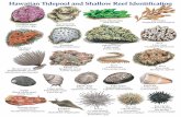 Hawaiian Tidepool and Shallow Reef Identificationdlnr.hawaii.gov/dar/files/2014/04/tidepool.pdfHawaiian Tidepool and Shallow Reef Identification Coralline algae Porolithon spp. Ear