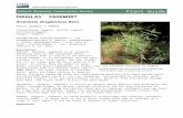 Douglas' Sagewort (Artemisia douglasiana) Plant .Web viewDOUGLASâ€™ SAGEWORT Artemisia douglasiana
