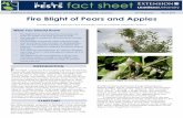 Fire Blight of Pears and Apples - Utah Pests · The characteristic symptom of fire blight is the browning (apple) or blackening (pear) of the dead plant tissue. ... information mentioned