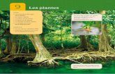 Les plantes - Ciències Virtuals – Seminari de Biol · PDF file• Quines són les parts d’una planta? Quines d’aquestes parts ... En general, l’arrel es troba sota terra i