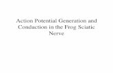 Action Potential Generation and Conduction in the Frog ... · •Threshold •Shapes and timing of the action potentials •Conduction of the action potential •Components within