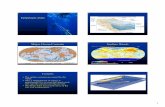 13 Epi midwater - Home - Faculty · 1 1 Epipelagic Zone 2 3 Major Ocean Currents 4 Surface Winds 5 Currents • The surface currents are caused by the winds • Only a small amount