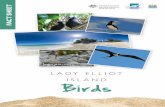 LADY ELLIOT ISLAND Birds · spend extended periods on Lady Elliot enjoying the sun and plentiful food. ... Brown Booby (Sula leucogaster) These large birds are often seen roosting
