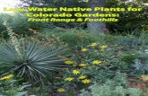 Low-Water Native Plants for Colorado Gardens - conps.org .Low-Water Native Plants for Colorado Gardens: