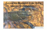 Saving the Marron from Extinction - Riversymposium 2011 Marron from Extinction ... 5-6% hybrids 9 out of 9 locations ... Hairy & smooth marron do not appear to be reproductively isolated