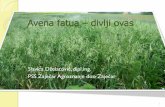 Avena fatua divlji ovas - Izbis - Početna · •klija i niče tokom proleća •najmlađi list uvijen na levo uvrnut •prvorazvijeni listovi dlakavi, sa starošću dlačice otpadaju