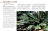 Cycads for Central Florida - Leu Gardens · resemble and are often called palms but ... and tropical regions but cycad fossils ... One of the best cycads for Central Florida is Lepidozamia