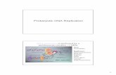 Prokaryotic DNA Replication - RUA: Principal€¢ Prokaryotic DNA Replication ... DNA is proofread during the process Termination of replication ... Comparison prokaryotic vs eukaryotic