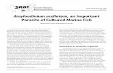 VI Amyloodinium ocellatum, an Important Parasite of ...agrilife.org/fisheries/files/2013/09/SRAC-Publication-No.-4705... · Amyloodinium ocellatum, an Important Parasite of Cultured