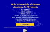 Hole’s Essentials of Human Anatomy & Physiologyhhh.gavilan.edu/jcrocker/documents/AandPCh04.pdf · Anatomy & Physiology David Shier Jackie Butler ... 5. Energy is stored as ATP