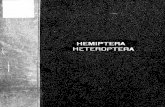 Catalogue of the nearctic Hemiptera-Heteropteraag.udel.edu/research/delphacid/documents/banks1910hemipteraheter… · CATTALOGUE OFTHE NKARCTIC HEMIPTERA-HETEROPTERA BY NATHANBANKS