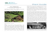 Saw Palmetto Plant Guide - Welcome to the PLANTS ... · Web viewPlant Guide Saw Palmetto Serenoa repens (Bartram) Small Plant Symbol = SERE2 Contributed by: USDA NRCS National Plants