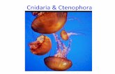 Cnidaria & Ctenophora - Denver Public Schoolsdsapresents.org/.../files/2011/08/Cnidaria-Ctenophora-PDF.pdf · Cnidaria & Ctenophora . Characteristics ... • The gastrovascular cavity