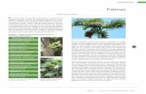 Palmas - CICY.mx · se presentan 20 especies de palmeras correspondientes a 14 géneros (Orellana y Durán, 1992), siendo la región de México