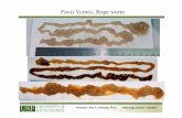 Funis Vermis, Rope worm - MMS-Seminar.com · Hiromi Shinya. Professor Alex A. Volinsky, Ph.D. volinsky Mucus in Bronchial Tubes Bronchial endoscopy on youtube.com shows mucus, which