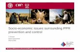 Socio-economic issues surrounding PPR …€economic issues within PPR control dialogue • Beyond benefit cost analysis • Understanding – The different roles played by small ruminants‐